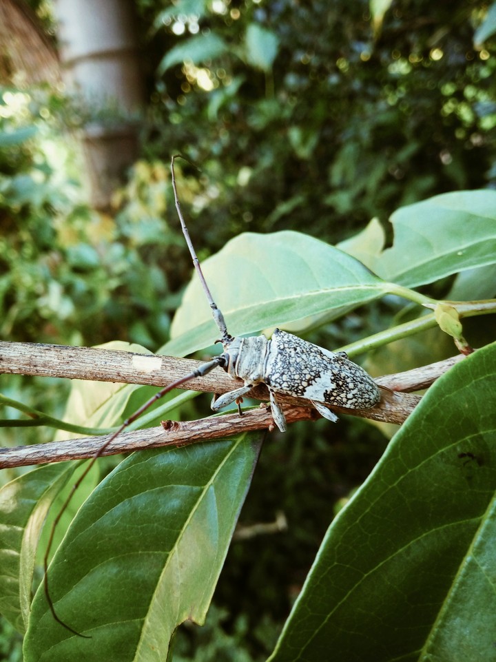 Insect
