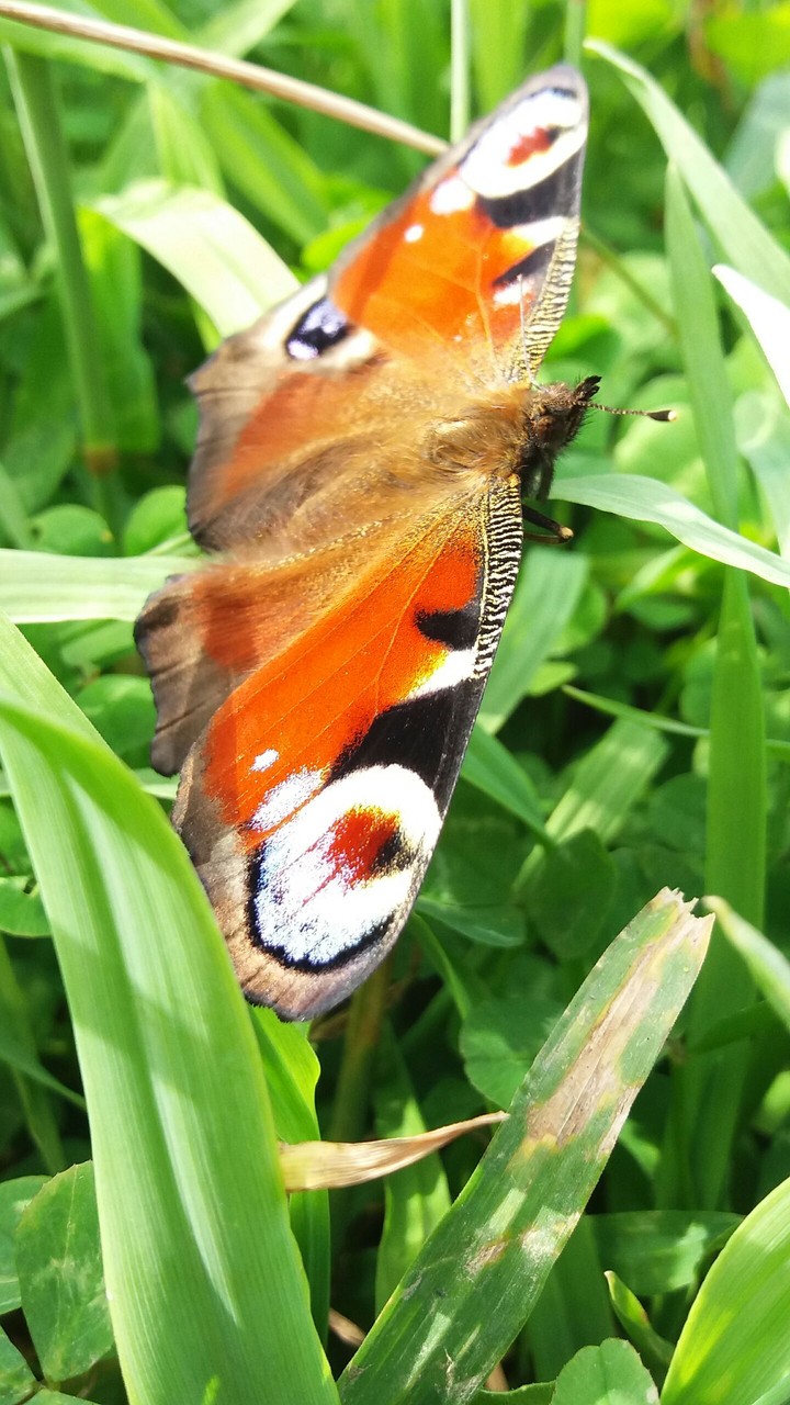 butterfly waiting for summer