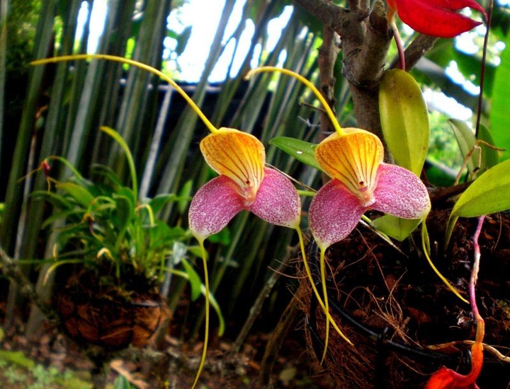 thoughts orchid