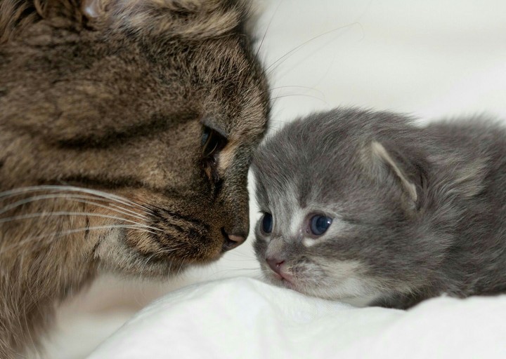 My Greatest Teacher is  Mom