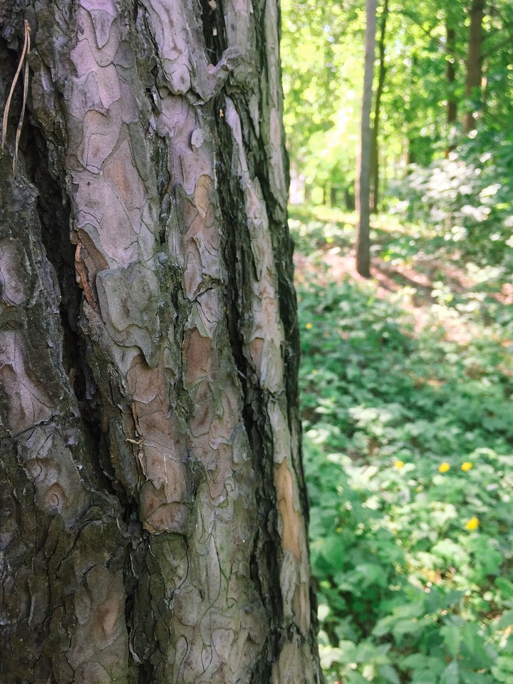 forest