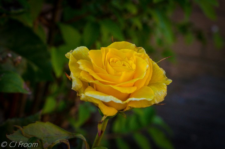 Yellow Rose