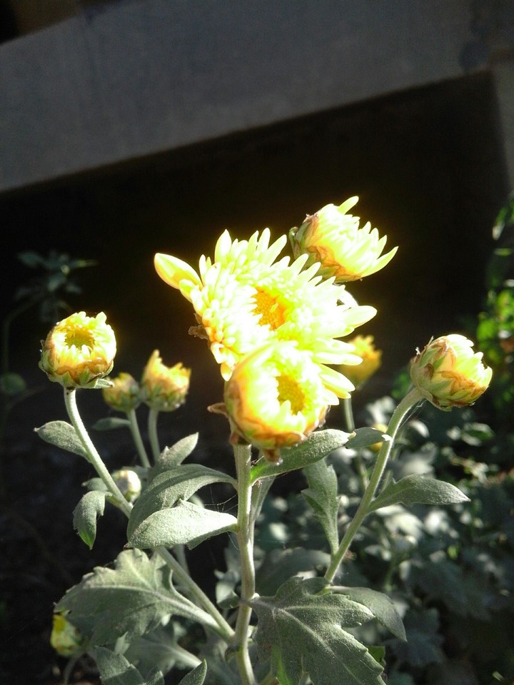 sevanti flower