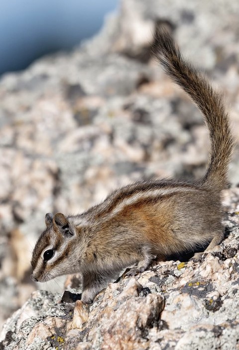 Squirrel