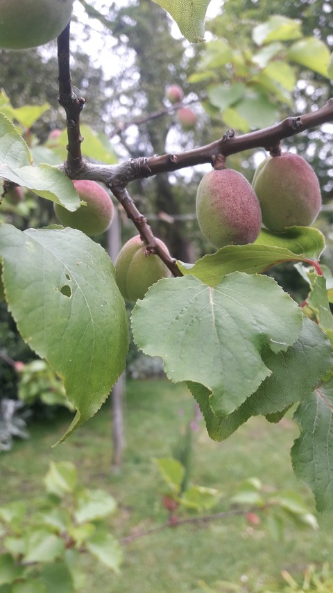 NATURE