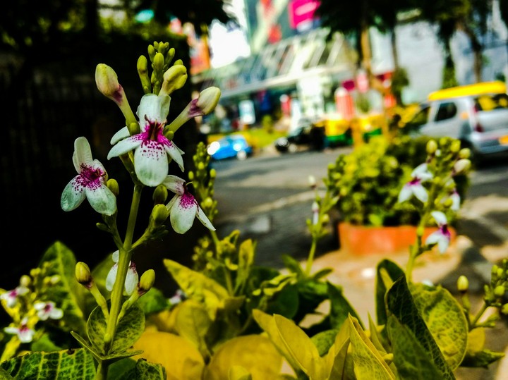 beauty of bengaluru