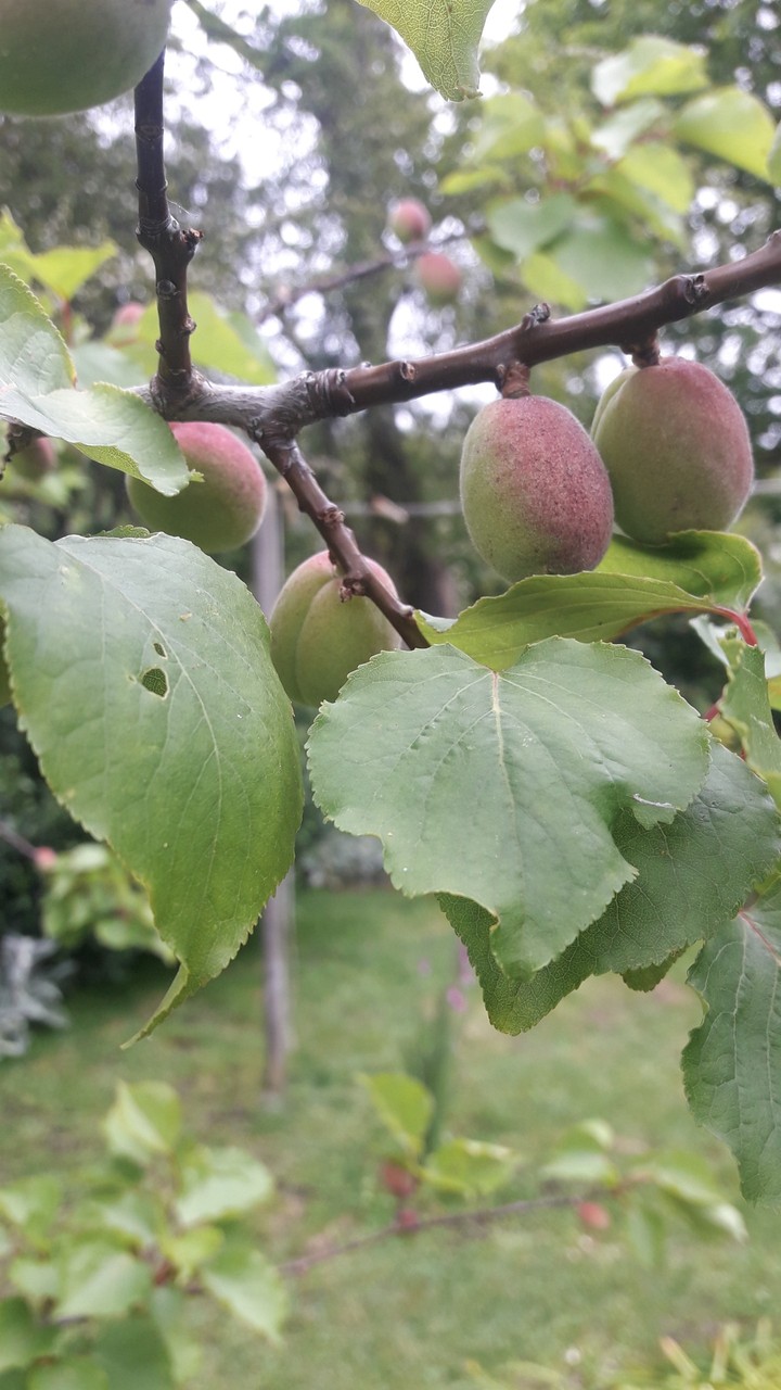 NATURE