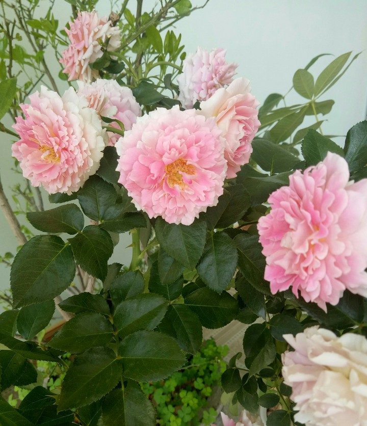 flowers