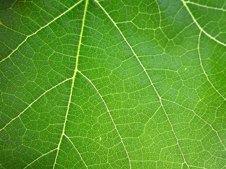 Grape leaf