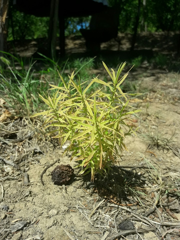 Plant
