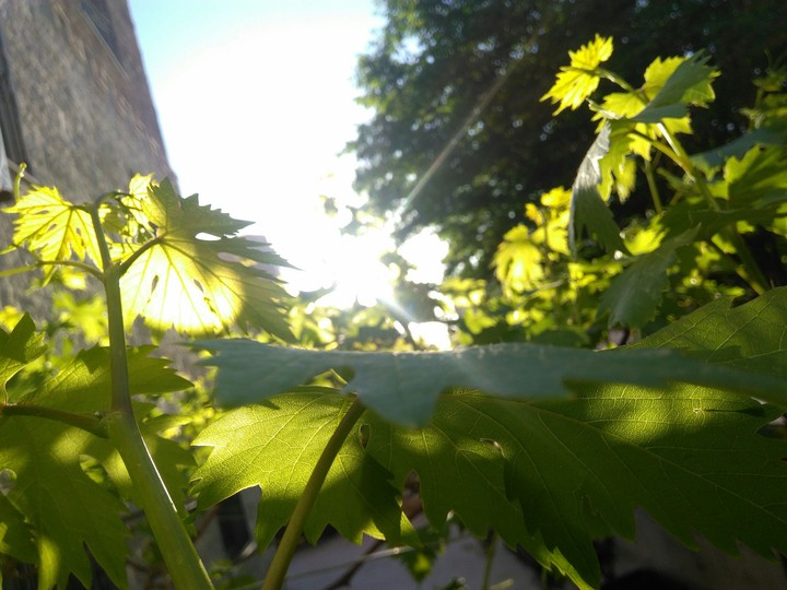 Grapevine