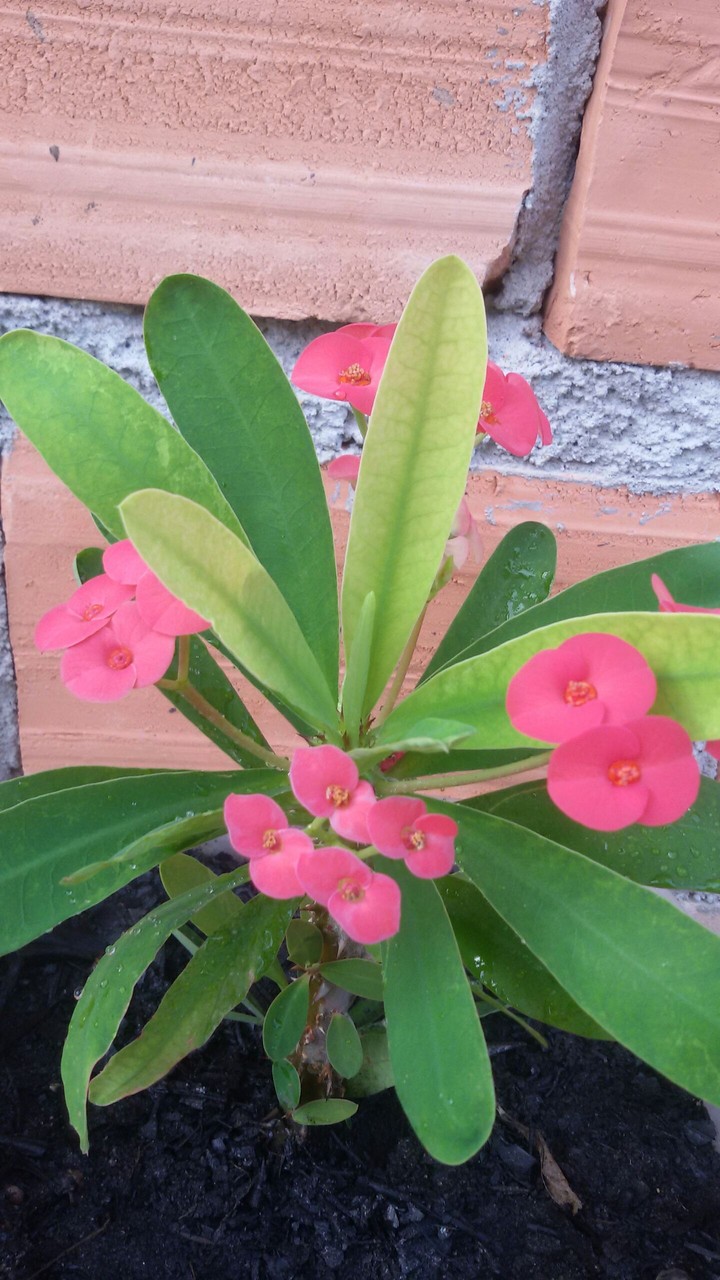 pequena