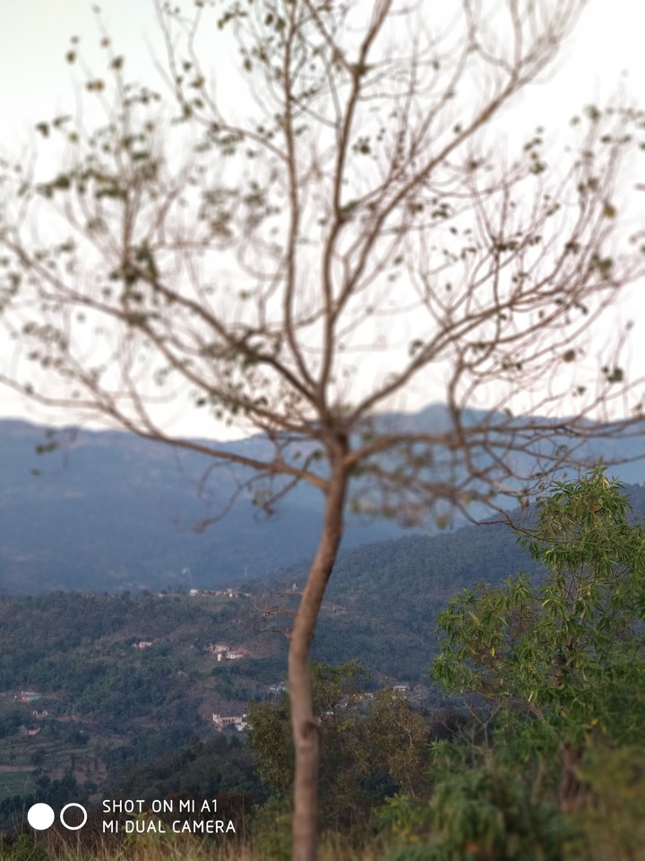 blur tree