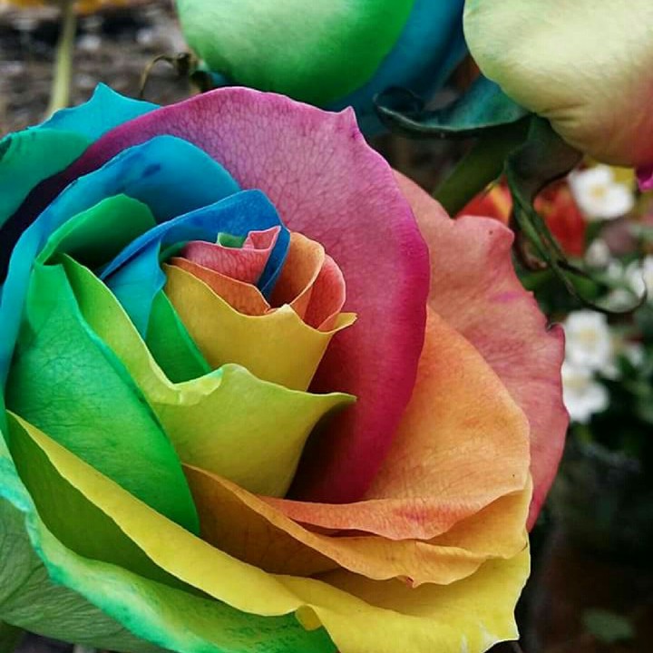 Flores