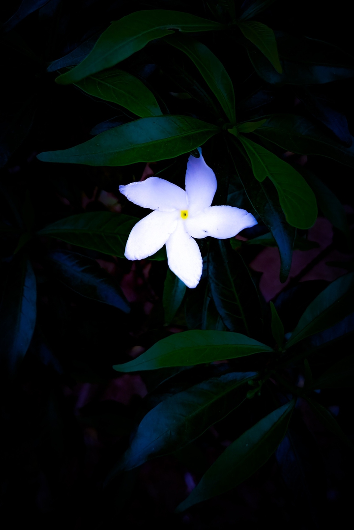flowers ????