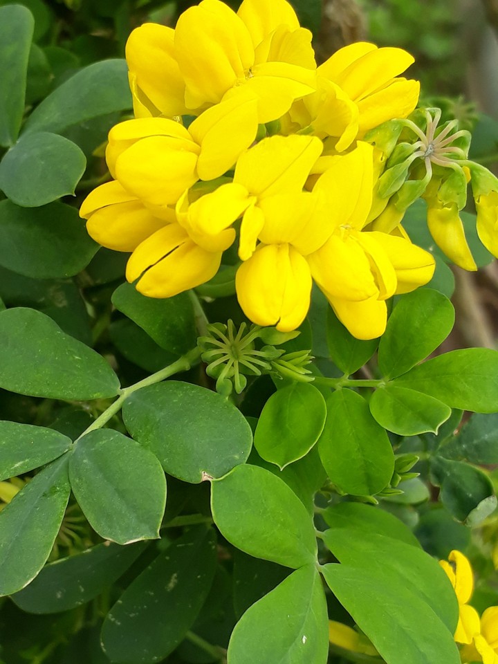 yellow flower
