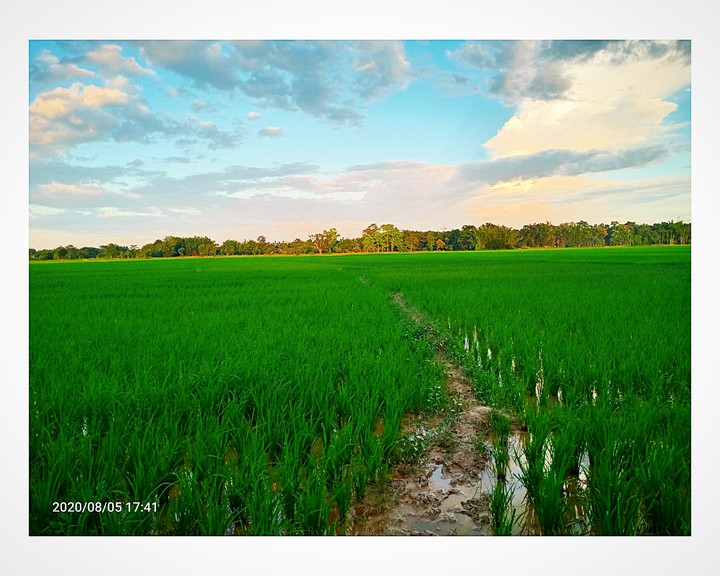 green nature