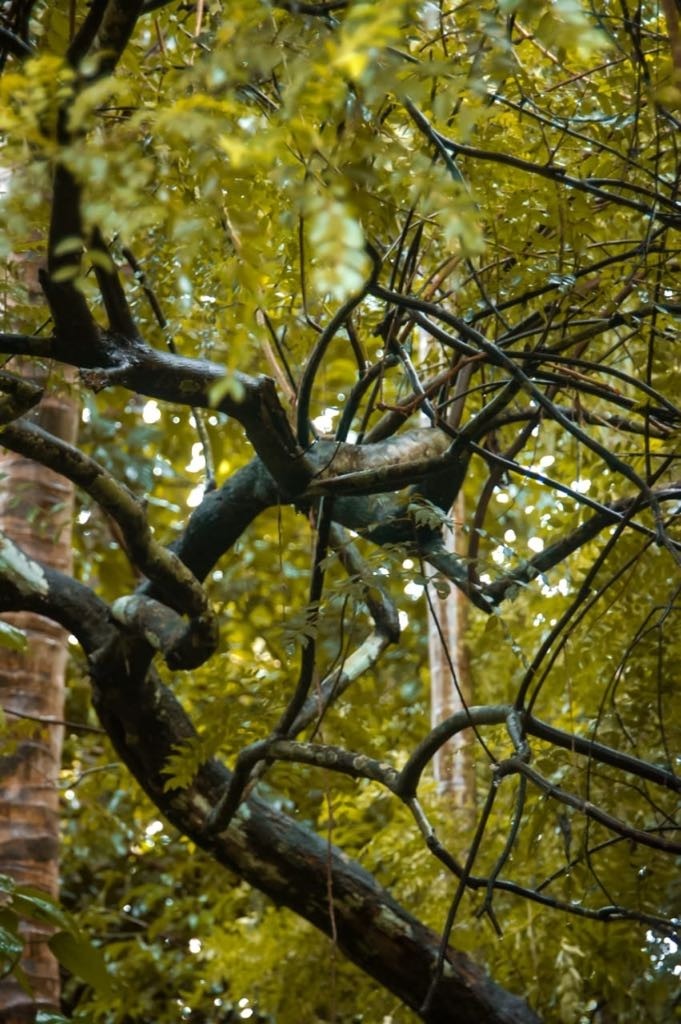 tree branches
