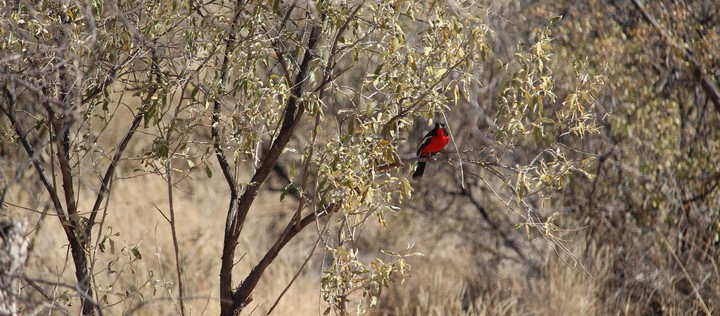 Bird