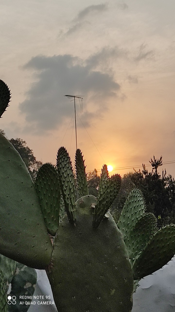 nopal