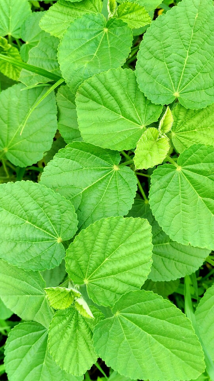 Satisfying Green