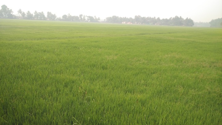 paddy view