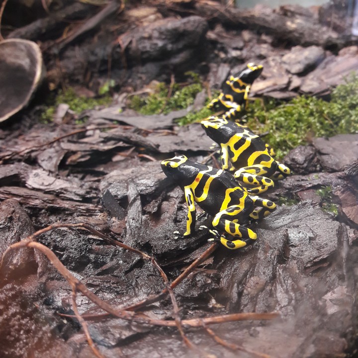 Frogs