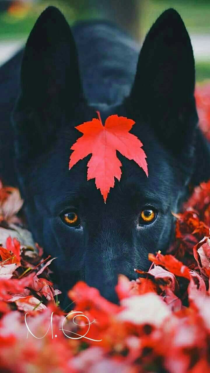собака