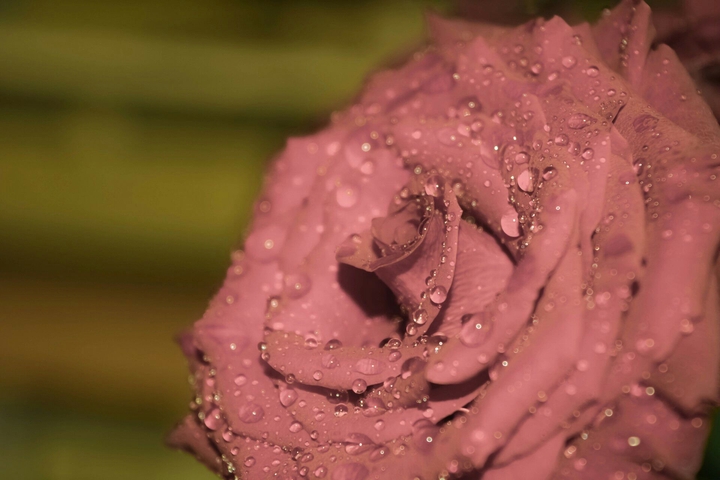 Watery flower