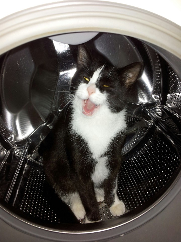 Cat Wash