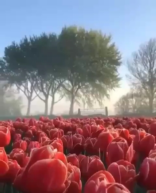 Красота
