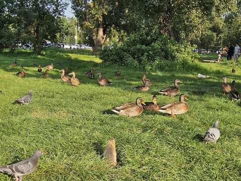 ταπετσαρίες grasses, wild