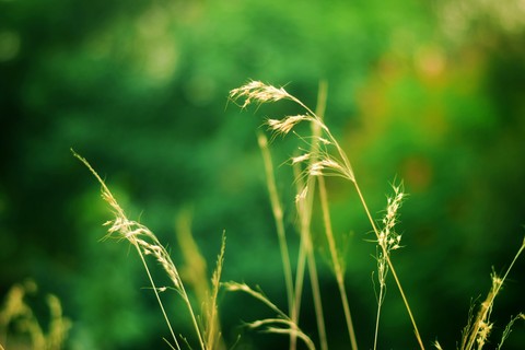 Grass