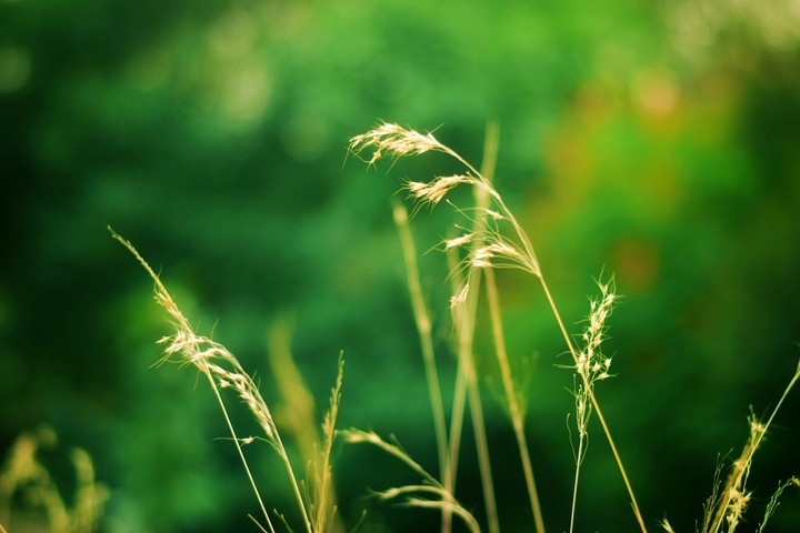 Grass