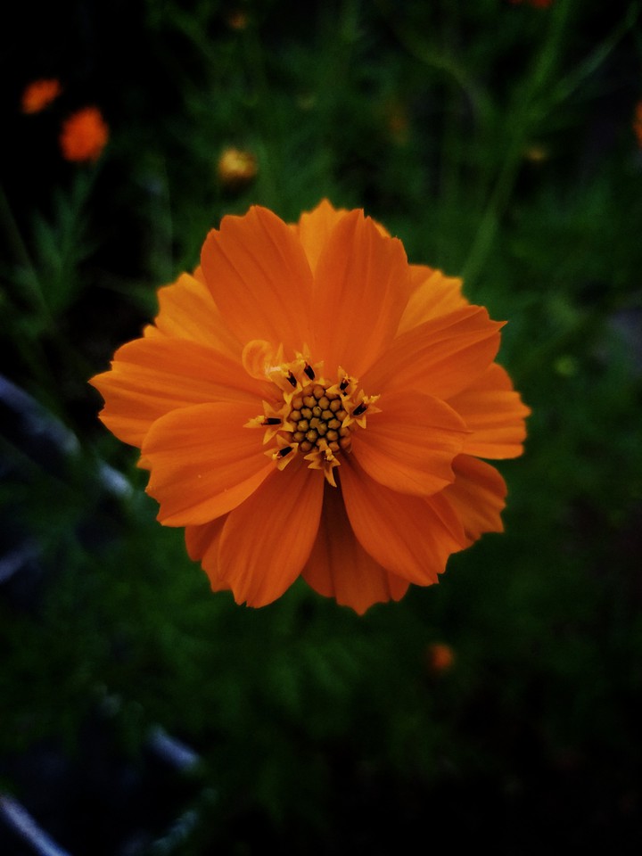 Sulfur cosmos flower