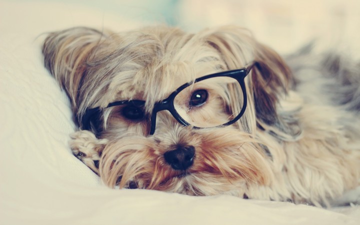 Little dog