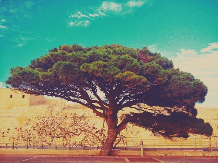 Tree