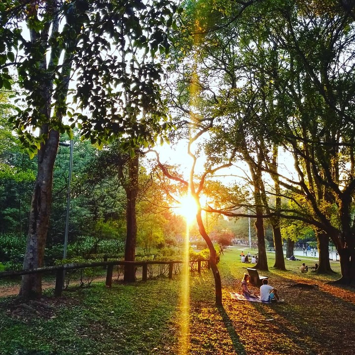Ibira