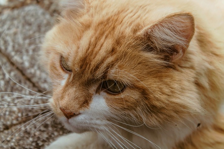 cat