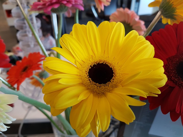 flower