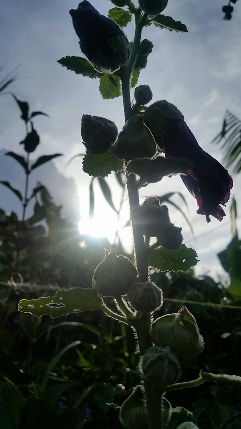Flores del campo