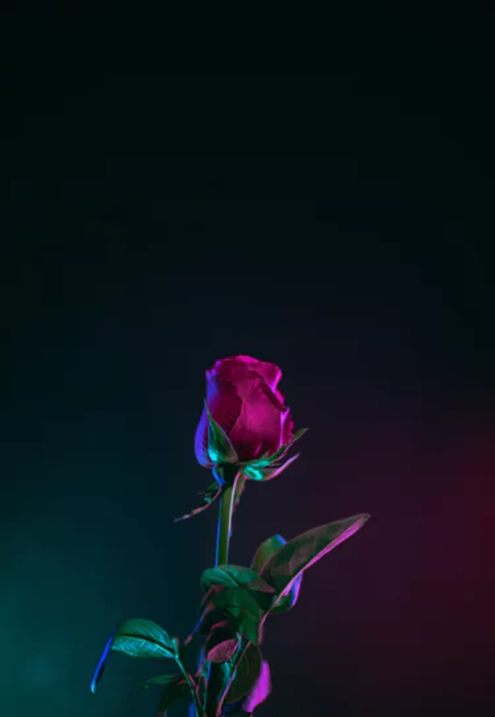 ~ #red_rose