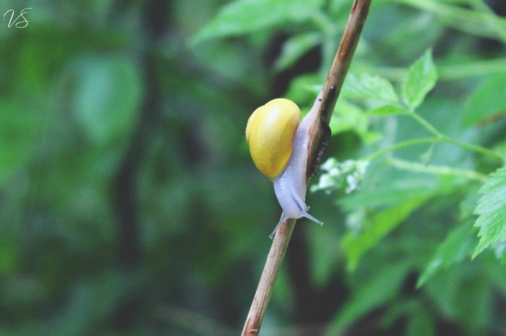 naturaleza