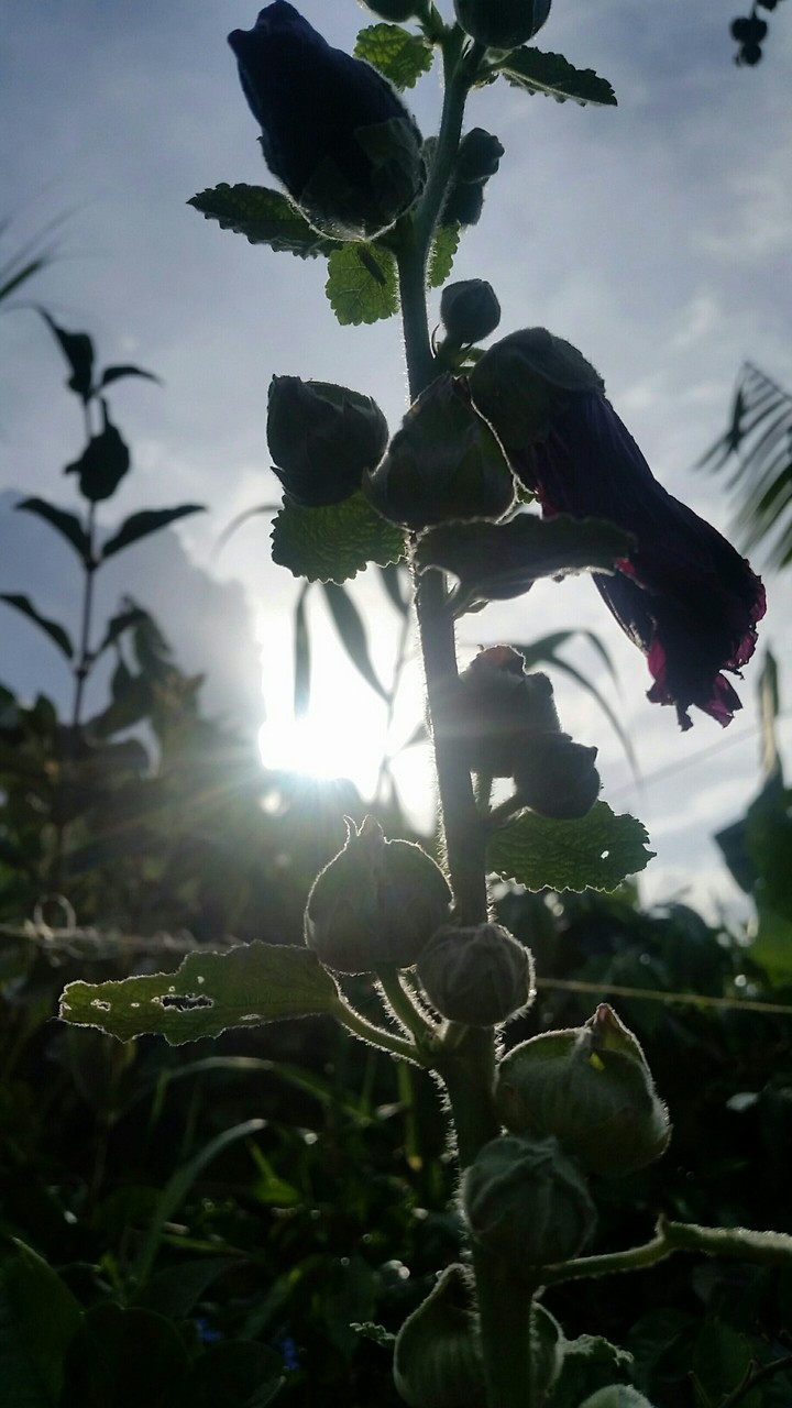 Flores del campo
