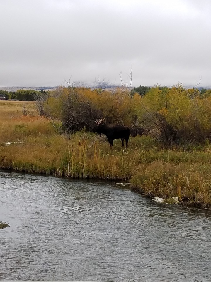 moose 2018