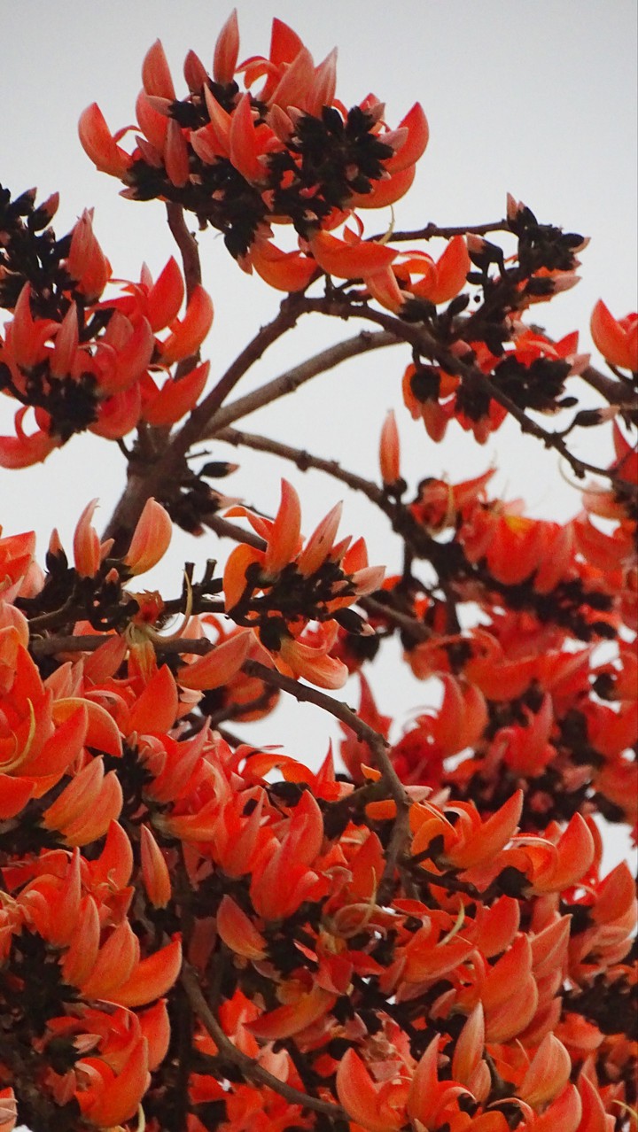Sacred( পলাশ
) in Spring.