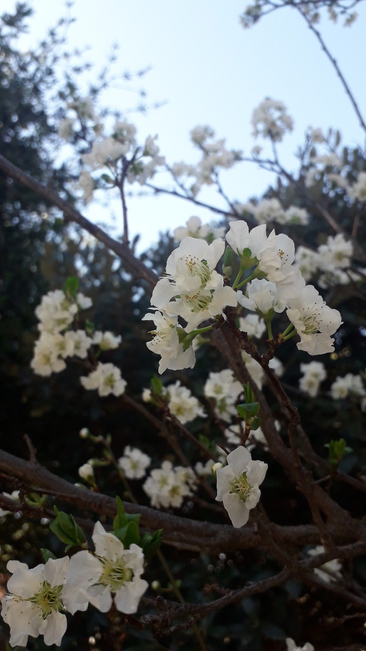 hallo spring
