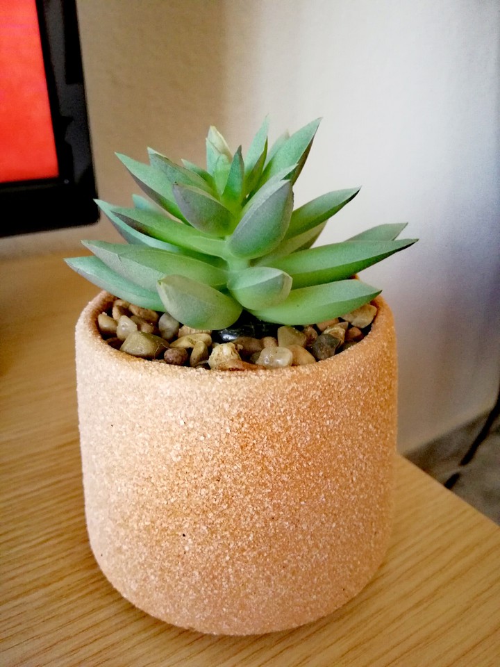Little Pretty Plant