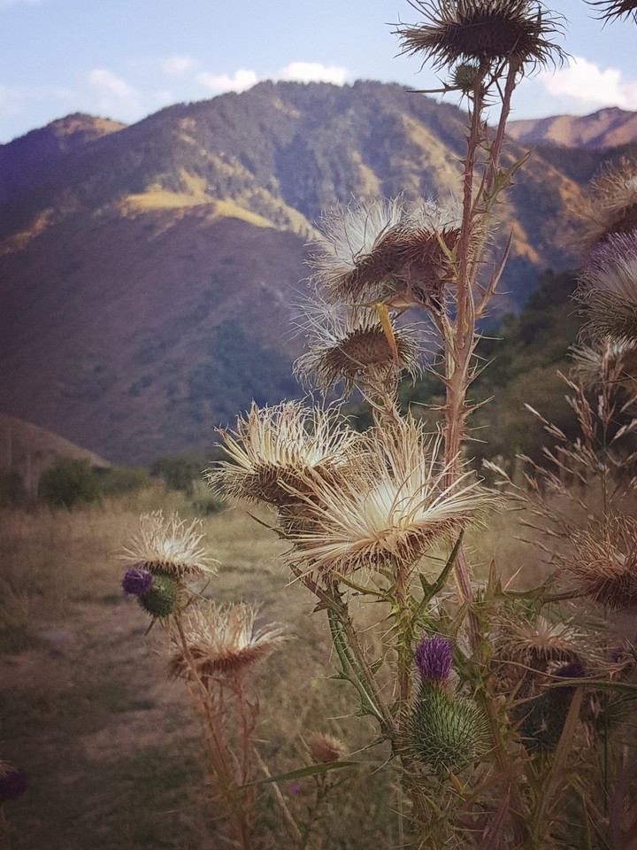 nature