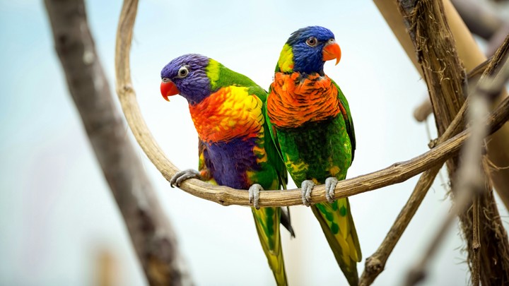 parrot Pari